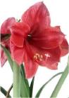 Blume