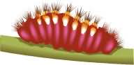 larva.jpg - 3099 Bytes